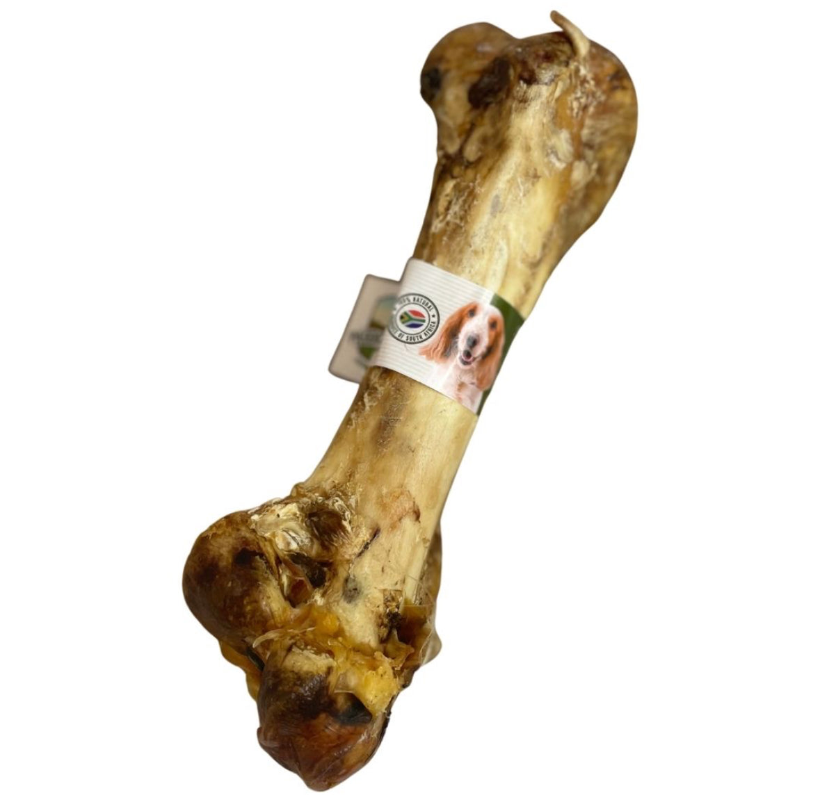 Ostrich Dino Bone